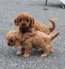 Kr�sn� �t��ata retr�vra cavapoo