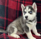 Rozko�n� sibi�sk� husky s kr�sn�mi modr�mi o�ima.