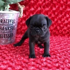 K dispozici jsou kr�sn� �ern� �t��ata mopsl�k� a p�ipravena k prodeji.