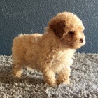 pudl� �t��ata na prodej.