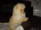 kr�sn� pomeransk� �t��ata k adopci