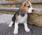 kr�sn� beagle na prodej.