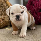 VAKCINOVAN� �t��ata anglick�ho buldoka na prodej