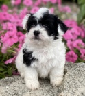 Havanese �t��ata na prodej.