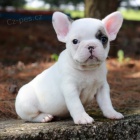 FRANCOUZSK� BULDO�EK �t��ata na prodej.