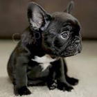 francouzsk� buldo�ek