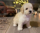 Kr�sn� �t��ata maltipoo retr�vra
