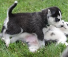Kr�sn� �t��ata sibi�sk�ho husky retr�vra