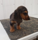 Kr�sn� �t��ata dachsunsk�ho retr�vra