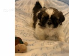 �t��ata shih tzu k dispozici