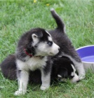 kr�sn� �t�n� sibi�sk�ho husky k dispozici k adopci     roztomil� kluci k adopci ¡dulces cachorros! Rodokmen, dovolen�, demont�, mikro�ip a hygienick� certifik�t veterin�rn�ho l�ka�e v dobr�m zdravotn�m stavu. velmi kr�sn� se srdcem a pro miluj�c