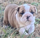 kr�sn� anglick� buldok �t��ata �erven� k adopci