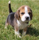 K dispozici �t��ata Beagle