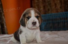 �t��ata beagle