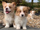 Kr�sn� �t��ata Pembroke Welsh Corgi