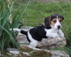 aktivn� �t��ata beagle