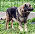 Jugosl�vsk� ov��k (Sharplaninec) - �t��ata na prodej