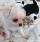 po�i�te si pomeranian �t��ata