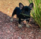 francouzsk� buldok �t��ata