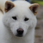 KOUP�M PSA KLIDN� ZE SLOVENSKA