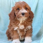 Rozko�n� �t��ata cockapoo jsou k dispozici pro p�eskupen� 