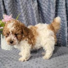 sladk� pudl k dispozici 