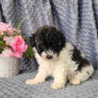 sladk� pudl k dispozici 