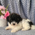 sladk� pudl k dispozici 