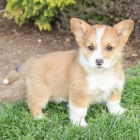 kr�sn� welsh corgi pro nov� domovy