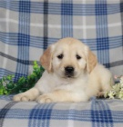 Pokorn� �t��ata zlat�ho retr�vra p�ipravena