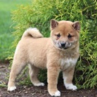 Inteligentn� �t��ata Shiba Inur p�ipraven� k adopci 