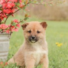 Inteligentn� �t��ata Shiba Inur p�ipraven� k adopci 