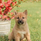 Inteligentn� �t��ata Shiba Inur p�ipraven� k adopci 