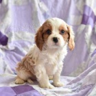 kaval�r king charles �t��ata k p�evle�en� 