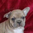 Sladk� �t���tka francouzsk�ho buldo�ka pro znovunabyt� 