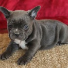 Sladk� �t���tka francouzsk�ho buldo�ka pro znovunabyt� 