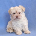 Tato kr�sn�, roztomil� a roztomil� �t���tka Havanese PES A �ENA jsou p�ipravena na nov� miluj�c� domov! 