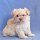 Tato kr�sn�, roztomil� a roztomil� �t���tka Havanese PES A �ENA jsou p�ipravena na nov� miluj�c� domov! 