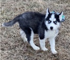 Kr�sn� �t��ata sibi�sk�ho husky na prodej