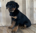 Kr�sn� �t��ata rotvajler� na prodej