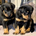 �t��ata  beauceron , zoufale pot�ebuj�c� nov� domovy, ne na prodej, ��astn� nov� rok.
