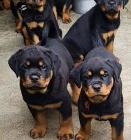 rotvajler �t��ata