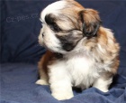 �t��ata shih tzu