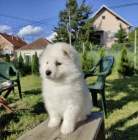 Sibi�sk� samojed �t��ata