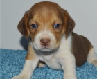 �t��ata beagle jsou k dispozici,