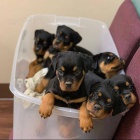 �t��ata rotvajler�