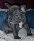  �t���tka FRENCH BULLDOG k adopci.