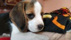 K dispozici �t��ata Beagle.