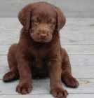 Sladk� labradorsk� retr�vr