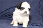 �t��ata shih tzu k adopci